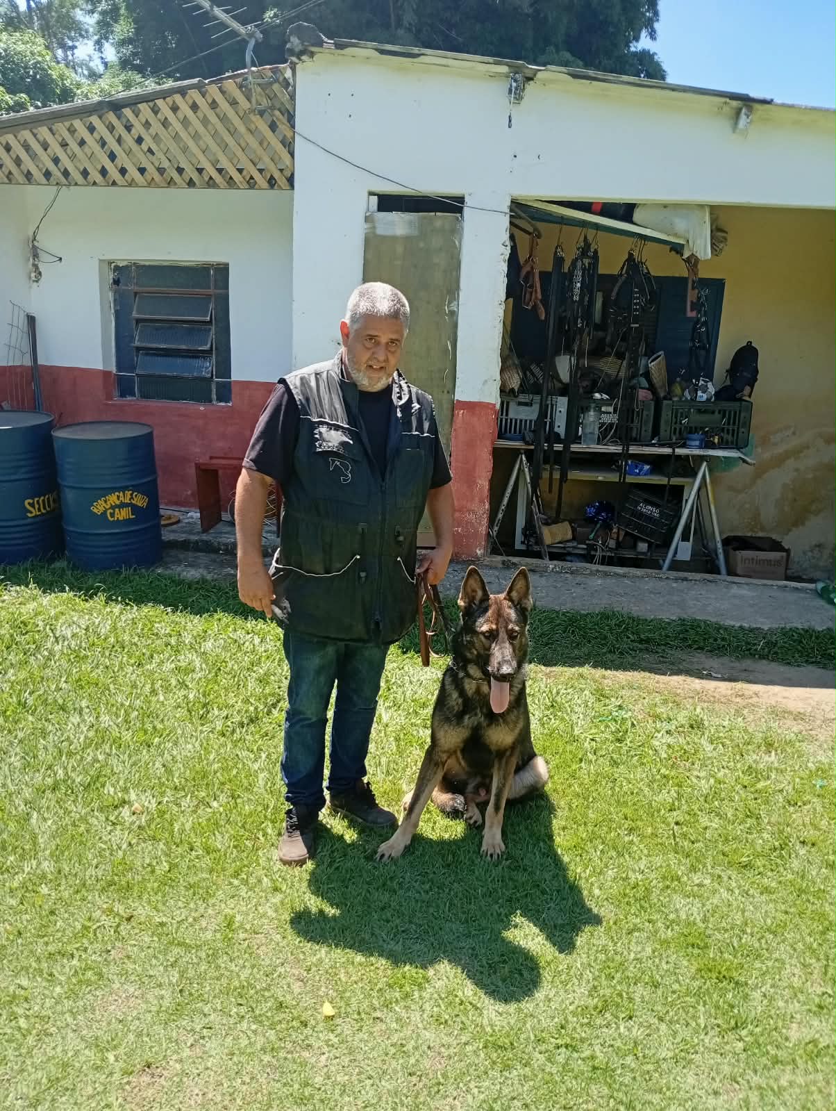Pastor alemão deitado e tranquilo no jardim